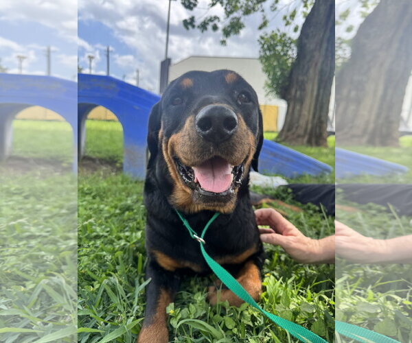 Medium Photo #1 Rottweiler Puppy For Sale in Houston, TX, USA