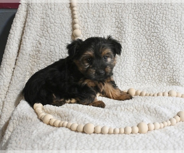 Medium Photo #1 Yorkshire Terrier Puppy For Sale in BALTIC, OH, USA