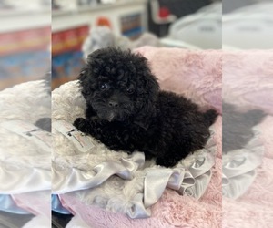 Poodle (Toy) Puppy for sale in DETROIT, MI, USA