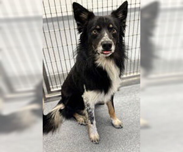 Medium Photo #2 Border-Aussie Puppy For Sale in Valrico, FL, USA