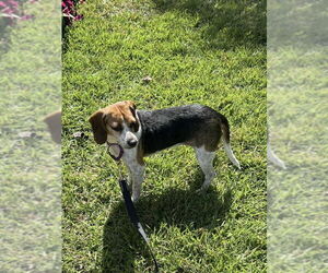 Beagle-Unknown Mix Dogs for adoption in Rockaway, NJ, USA