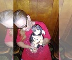 Small Photo #3 Chihuahua Puppy For Sale in BLOUNTVILLE, TN, USA