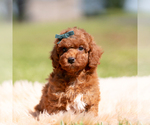 Small Photo #116 Poodle (Miniature) Puppy For Sale in WARSAW, IN, USA