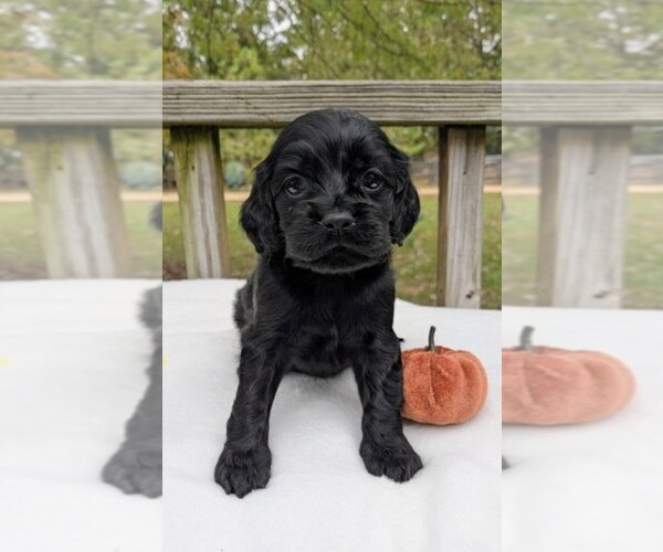 Medium Photo #2 Cock-A-Poo Puppy For Sale in SALEM, MO, USA