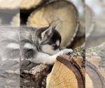 Small Photo #14 Alaskan Klee Kai-Pomsky Mix Puppy For Sale in STAPLES, MN, USA