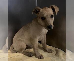 Mutt Dogs for adoption in Camarillo, CA, USA