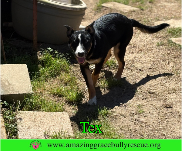 Medium Photo #1 Bernese Mountain Dog-Unknown Mix Puppy For Sale in Milton, FL, USA