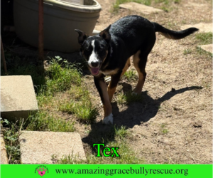 Bernese Mountain Dog-Unknown Mix Dogs for adoption in Milton, FL, USA