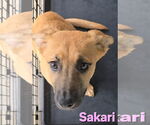 Small #8 Huskies -Labrador Retriever Mix