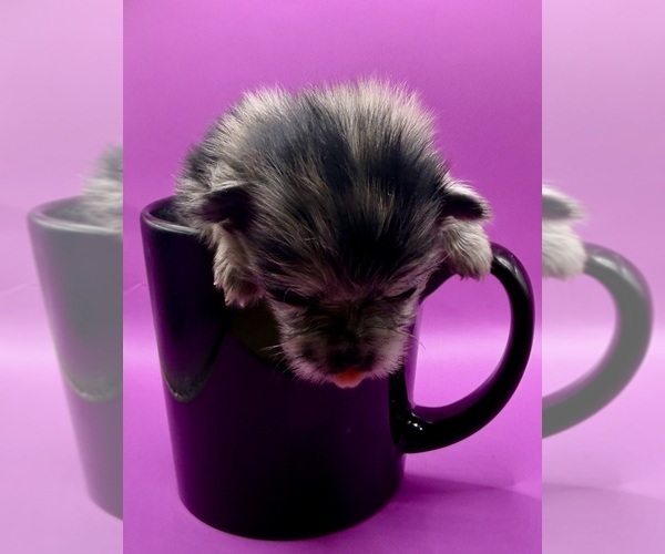 Medium Photo #2 Pomeranian Puppy For Sale in PORTLAND, ME, USA