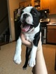 Small Photo #12 Boston Terrier Puppy For Sale in COLUMBIAVILLE, MI, USA