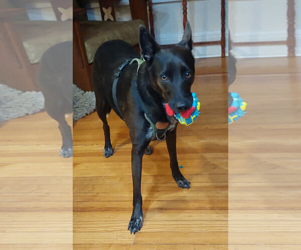 Medium Photo #16 Mutt Puppy For Sale in Oakhurst, NJ, USA
