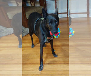Indigo - Indeed a Good Boy! - Male Mutt Dog for Adoption - Photo #8