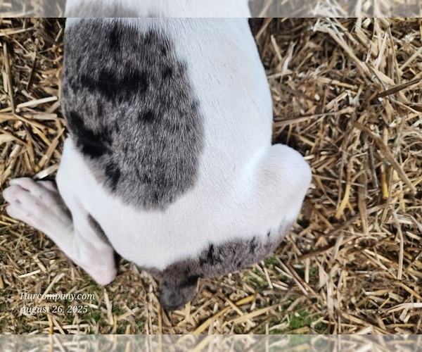 Medium Photo #13 Catahoula Leopard Dog Puppy For Sale in CUMBY, TX, USA