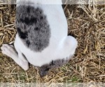 Small #12 Catahoula Leopard Dog