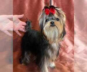Yorkshire Terrier Puppy for sale in ROANOKE, VA, USA