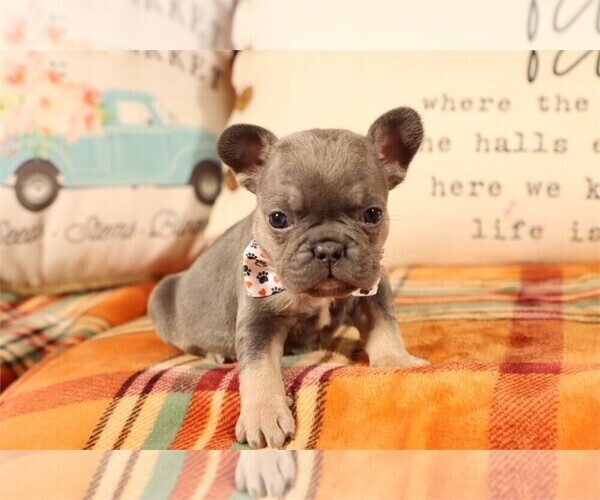 Medium Photo #1 Goldendoodle Puppy For Sale in PEMBROKE PINES, FL, USA