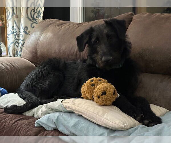 Medium Photo #3 Labradoodle Puppy For Sale in Farmington, MN, USA