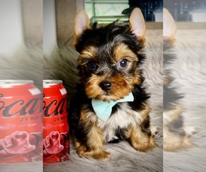 Yorkshire Terrier Puppy for sale in BUFFALO GAP, TX, USA