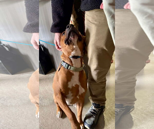 Medium Photo #4 Boxer-Unknown Mix Puppy For Sale in Germantown, OH, USA