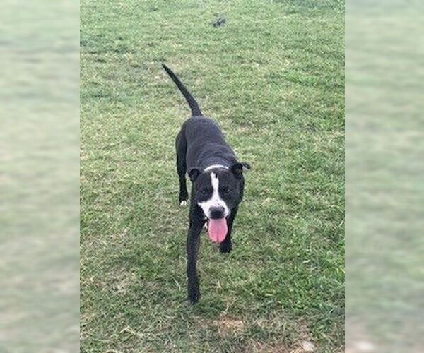 Medium Photo #1 American Pit Bull Terrier-Unknown Mix Puppy For Sale in Louisville, KY, USA