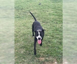 American Pit Bull Terrier-Unknown Mix Dogs for adoption in Louisville, KY, USA