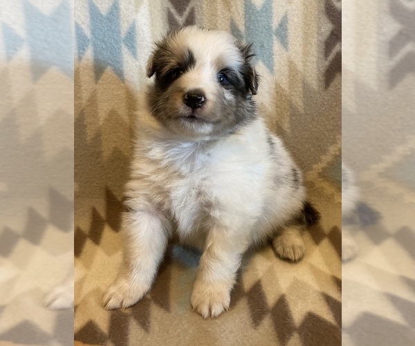 Medium Photo #4 Shetland Sheepdog Puppy For Sale in FORT MORGAN, CO, USA