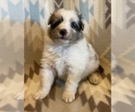 Small #3 Shetland Sheepdog