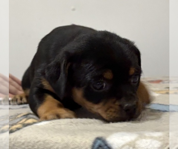 Medium Photo #11 Carlin Pinscher Puppy For Sale in COBB, WI, USA