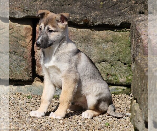Medium Photo #3 German Shepherd Dog-Siberian Husky Mix Puppy For Sale in FREDERICKSBG, OH, USA