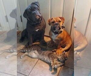 Olde English Bulldogge Litter for sale in WINGATE, NC, USA