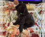 Image preview for Ad Listing. Nickname: Betty