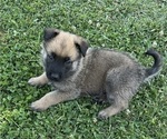 Puppy Puppy 1 Belgian Malinois