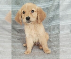 Golden Retriever Dogs for adoption in STATEN ISLAND, NY, USA