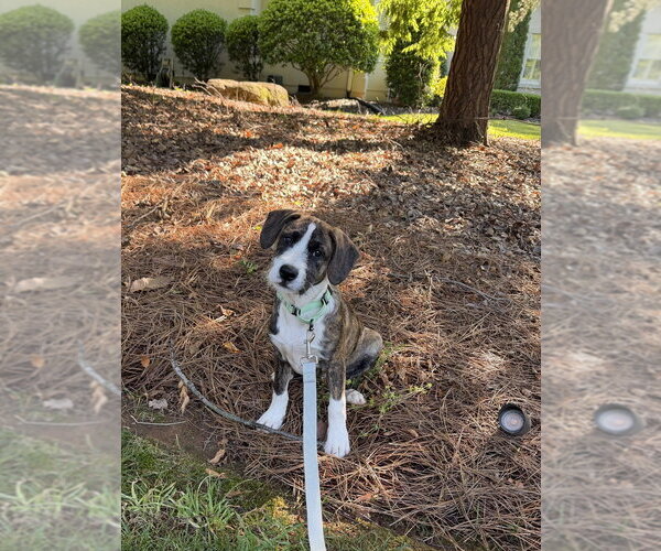 Medium Photo #9 Boxer-Unknown Mix Puppy For Sale in Mooresville, NC, USA