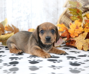 Dachshund Puppy for sale in SHILOH, OH, USA
