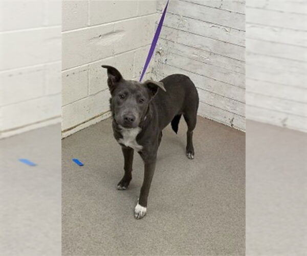 Medium Photo #1 Mutt Puppy For Sale in San Bernardino, CA, USA