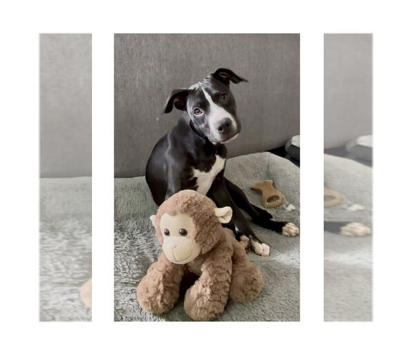 Medium Photo #15 Mutt Puppy For Sale in Mooresville, NC, USA