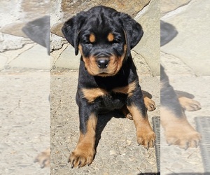 Rottweiler Puppy for sale in CAMDENTON, MO, USA