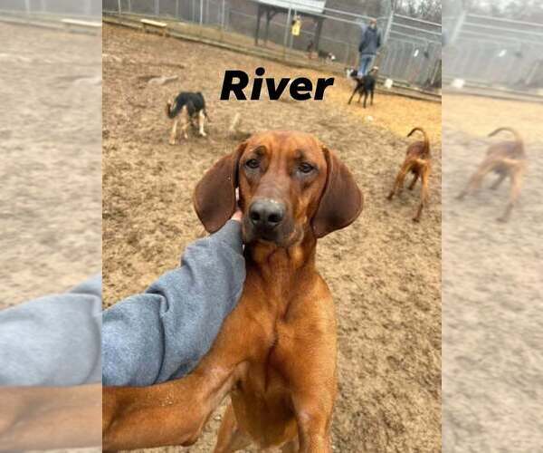 Medium Photo #4 Redbone Coonhound Puppy For Sale in Silver Spring, MD, USA