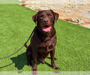 Labrador Retriever Dogs for adoption in Clovis, CA, USA