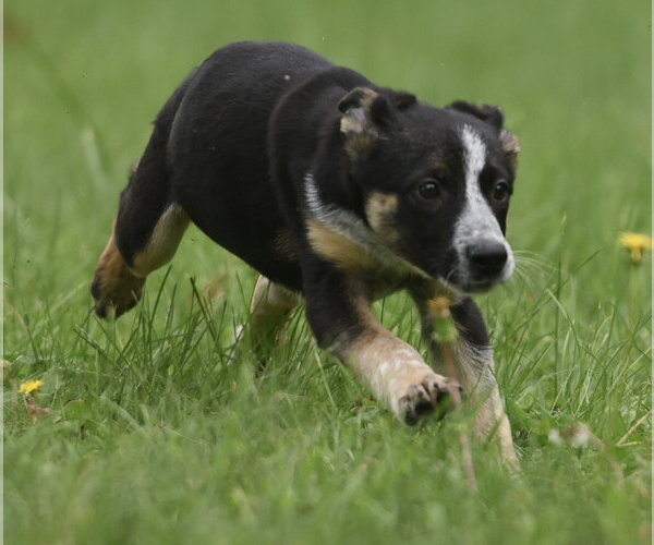 Medium Photo #7 Mutt Puppy For Sale in Mechanicsburg, PA, USA
