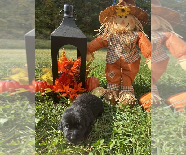 Medium Photo #9 Labrador Retriever Puppy For Sale in NEOLA, WV, USA