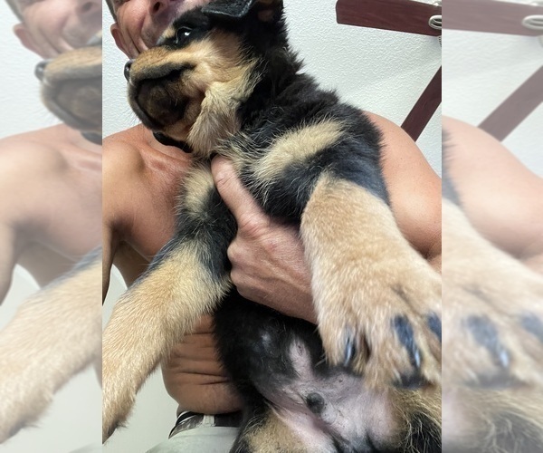 Medium Photo #1 Rottweiler Puppy For Sale in PONTE VEDRA, FL, USA