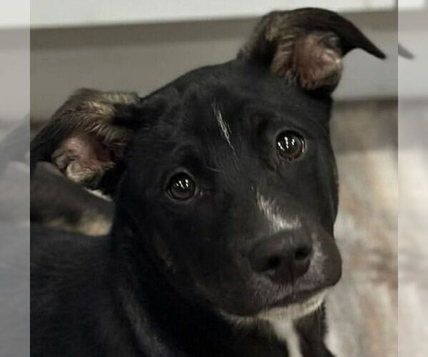 Medium Photo #1 Mutt Puppy For Sale in Canton, CT, USA