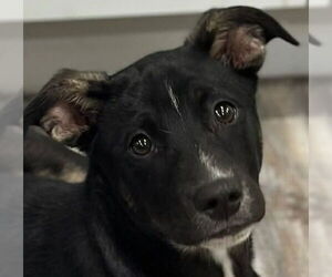 Mutt Dogs for adoption in Canton, CT, USA