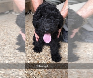Goldendoodle Puppy for sale in CUMBERLND CLG, KY, USA