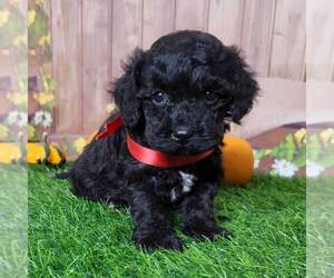 Poodle (Toy) Puppy for sale in ARTHUR, IL, USA