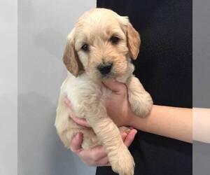 Goldendoodle-Poodle (Miniature) Mix Puppy for sale in LEBANON, PA, USA