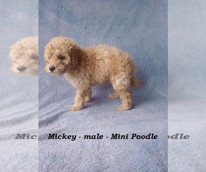 Poodle (Miniature) Puppy for sale in CLARKRANGE, TN, USA